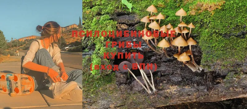 Галлюциногенные грибы MAGIC MUSHROOMS  закладка  Верхняя Пышма 